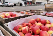 bronisze ceny jabłek