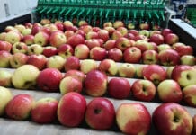 Ceny jabłek na sortowanie – procentowo najbardziej zyskał Idared