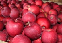 Ile jabłek w polskich chłodniach? Według WAPA 42% więcej niż w ubiegłym roku