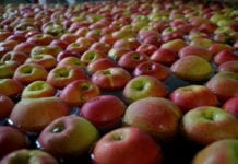 jabłka w grupach producenckich