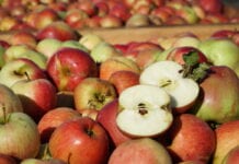Jabłka przemysłowe tanieją, co z koncentratem jabłkowym?