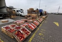 Rynek hurtowy jabłek w Broniszach - aktualne ceny