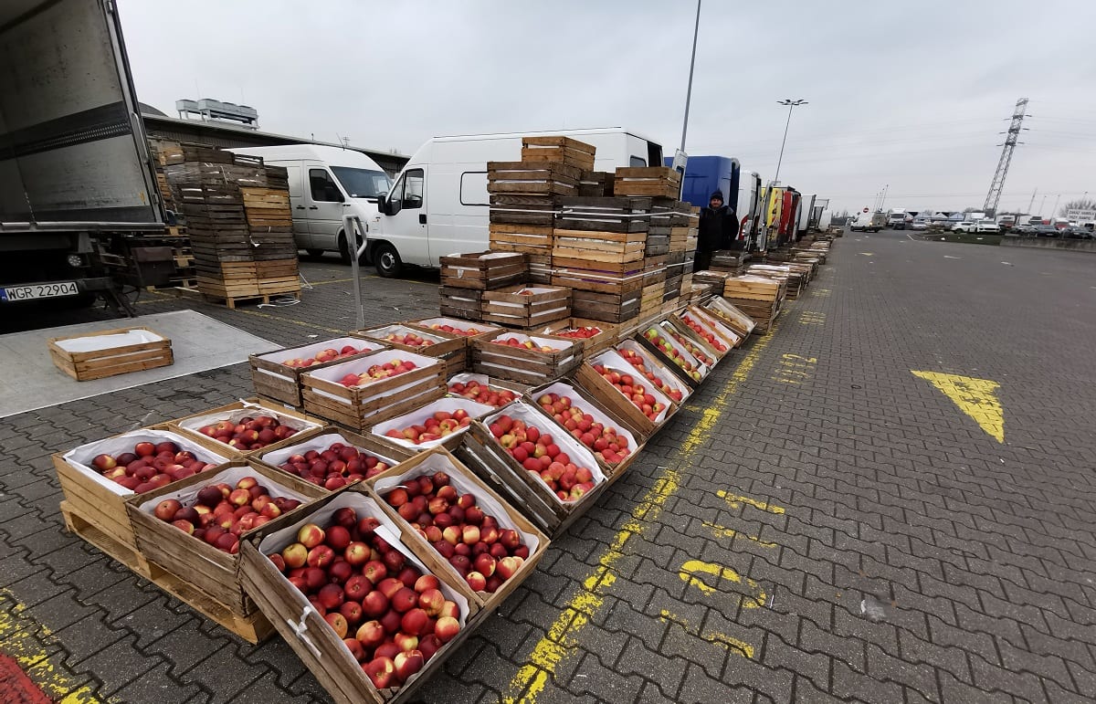 Rynek hurtowy jabłek w Broniszach - aktualne ceny