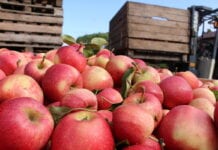 Ceny europejskiego koncentratu jabłkowego na rynku amerykańskim