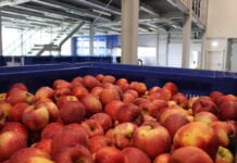 Południowy Tyrol: ceny jabłek nieco wyższe niż rok temu