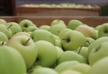 Sadownicy czekają na wzrost cen jabłek. Warto spojrzeć na liczby za ubiegły rok