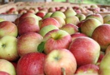 Austria: Bardzo stabilne ceny jabłek