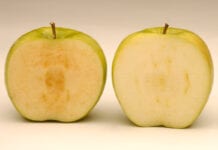 Arctic Apples – Jabłka GMO