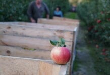 Chińczycy kupują więcej jabłek. Zbiory są niższe o 9,9 mln ton