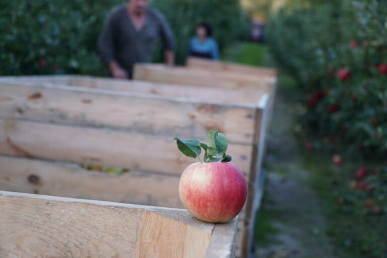 Chińczycy kupują więcej jabłek. Zbiory są niższe o 9,9 mln ton
