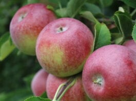 ceny jabłek deserowych