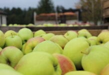Niemcy: Zbiory jabłek opóźnią się o 2 tygodnie