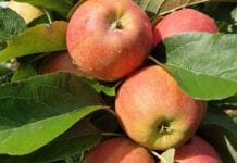 Webinarium „Nawożenie i dobór odmian jabłoni z perspektywy ubiegłego sezonu”