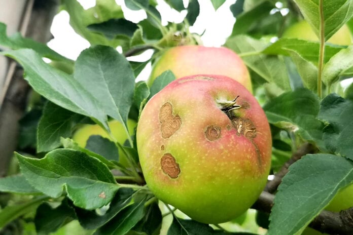 parch jabłoni