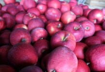 jabłka w chłdoniach w Belgii