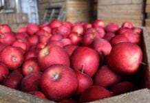 Mołdawscy handlowcy „trzymają” cenę jabłek