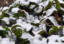 Uszkodzenia po mrozach na plantacjach truskawek, Doradca Jagodowy, 25.01.2020 [Video]