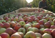 Rekordowe plony? „Jeszcze jabłek z tego sezonu nie sprzedaliśmy” – komentują sadownicy