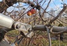 Jakie odmiany jabłoni lubią ciąć sadownicy?