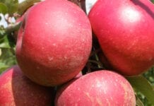 jabłka czerwonomiąższowe