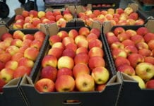 Cennik jabłek na sortowanie – 1 lutego 2021