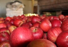 ceny jablek za wage w skrzyni
