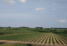 Ile za hektar po otwarciu rynku gruntów rolnych na Ukrainie?