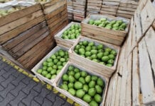 W Holandii po raz pierwszy spada udział supermarketów w rynku owoców i warzyw 
