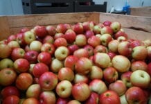 Jak kształtuje się ceny jabłek na obieranie?