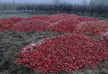 Milion ton jabłek nadwyżki w Iranie – czy owoce zgniją?