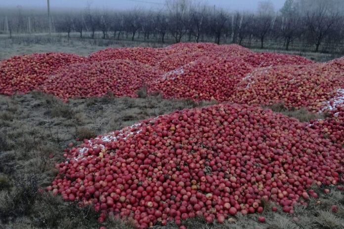 wyrzucone jabłka