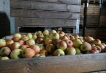 Jabłka przemysłowe: pomimo prób obniżek, ceny pozostają stabilne