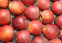 Koszty transportu ograniczą import jabłek z południowej półkuli?