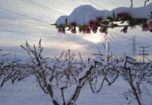 Śnieg przykrył kwitnące sady w Grecji, mróz uszkodził kwiaty