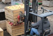 Przetwórnie wstrzymują się z obniżkami cen jabłek przemysłowych