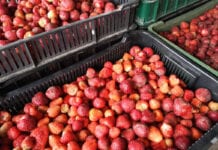 Pierwsze ceny truskawek na mrożenie na skupach