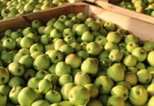 zapasy jabłek w Belgii