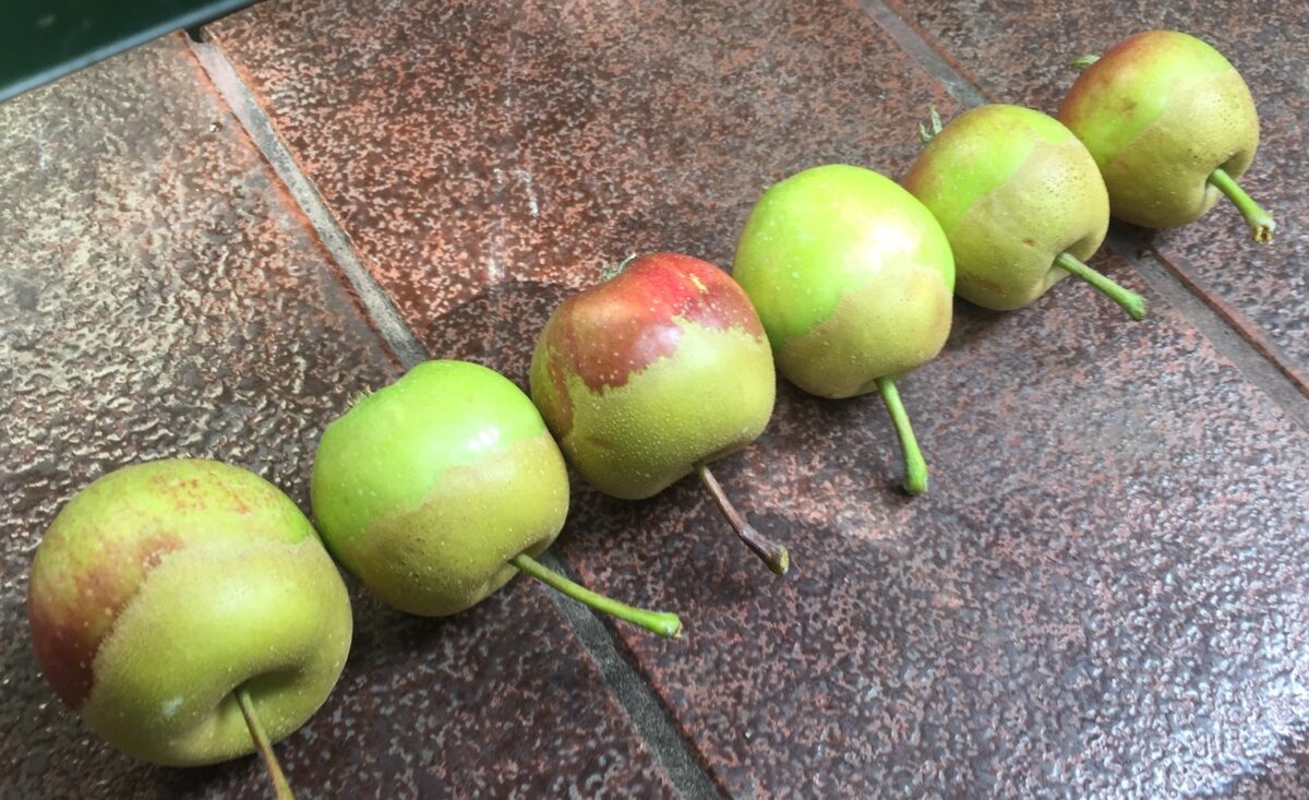 ordzawione jabłka
