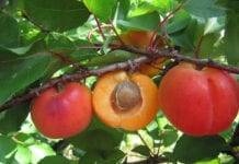 Bella – odmiana moreli o atrakcyjnych owocach do krajowych sadów