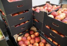 Cennik jabłek na sortowanie – 29 marca 2021