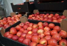 Cennik jabłek na sortowanie 16 marca 2021