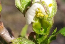Przymrozki we Włoszech – straty w pestkowych bardzo duże
