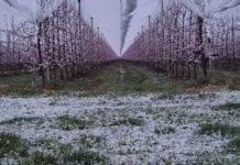 Śnieg i grad przykryły kwitnące sady we Włoszech