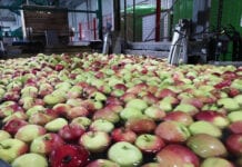 Ceny jabłek w grupach producenckich – 8 marca 2022