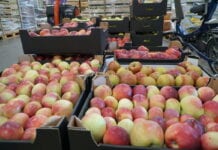Polskie produkty coraz popularniejsze w Niemczech, co z jabłkami?