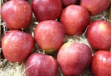 Zaświadczenie o braku GMO w jabłkach konieczne. Chociaż w Polsce takich nie ma