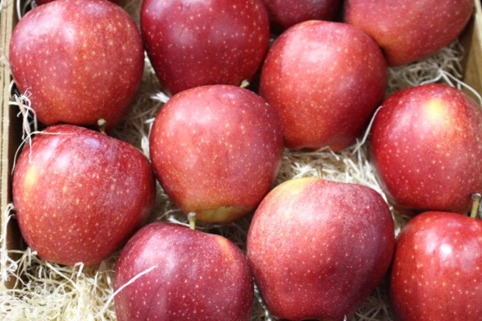 eksport jabłek do indii