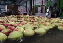 Cennik jabłek na sortowanie – 8 marca 2021
