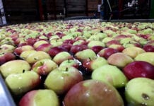 ceny jabłek w grupach