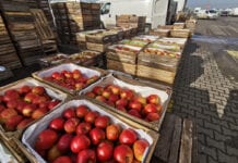 Bardzo zróżnicowana jakość jabłek na rynku w Broniszach